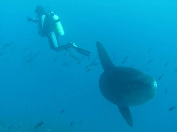 O fantástico peixe-lua em mergulho na Isla Isabel, em Galápagos